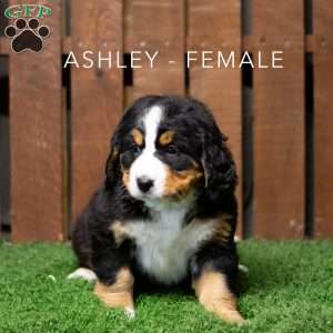 Ashley, Bernese Mountain Dog Puppy